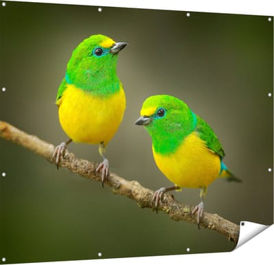 Gards Tuinposter Twee Groen Gele Zangvogels op een Tak - 150x120 cm - Tuindoek - Tuindecoratie - Wanddecoratie buiten - Tuinschilderij