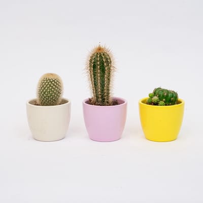 Plantenset van 3 met mini pot - Pastel Spring - Mix van vetplanten - Ø 6 cm