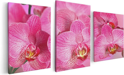 Artaza Canvas Schilderij Drieluik Roze Orchidee Bloemen - 120x60 - Foto Op Canvas - Canvas Print