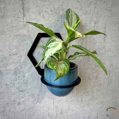 Enkel Zeskant Plantdrager – 3 mm Staal | Matzwart | Industrieel Design | Eenvoudige Wandmontage – Weterings Store