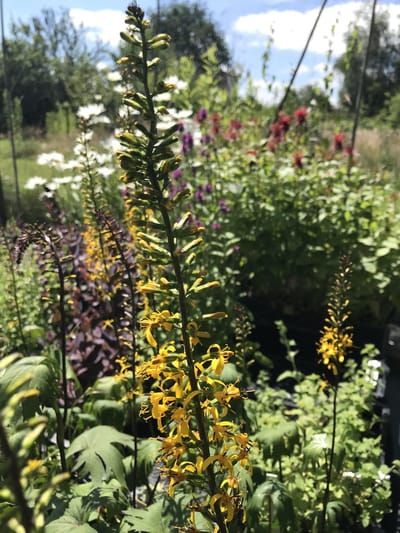 6 x Ligularia przewalskii - Tongkruiskruid - P9 Pot (9 x 9cm) - Dima Vaste Planten