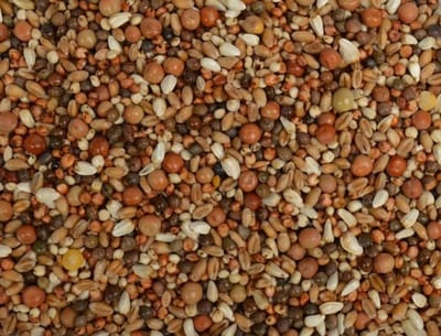 Uniestar Haagse / Junior zonder mais 20 kg