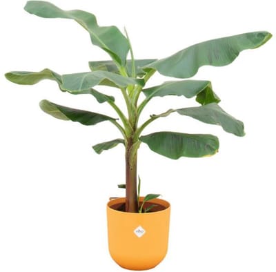 Combi deal - Bananenplant (Musa) inclusief elho Jazz Round geel Ø23 - 120 cm