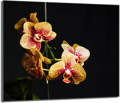 TMK ArtDeko - Serie Orchidea - Glazen Beschermplaat - 60x52cm - Moderne Keuken