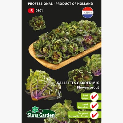Sluis Garden - Kalettes Garden Mix