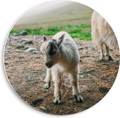 KuijsFotoprint - Schilderij - Klein Baby Geitje - Wit, Bruin En Grijs - 40 X 40 Cm