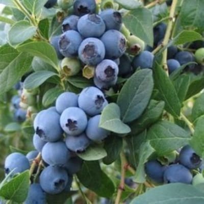 Vaccinium cor. 'Goldtraube 71' - Blauwe bes, Blauwe bosbes 30-40 cm in pot