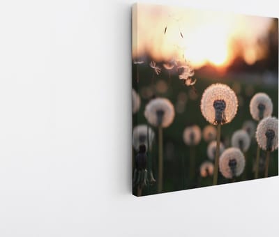 Saammp Canvas Schilderij - dandelion in zonsopgang - Natuur - 20x20 - Foto op canvas - Wanddecoratie - Muurdecoratie Woonkamer - Kantoor Decoratie