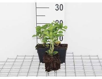 12x Schaduwkruid - Pachysandra term. 'Green Carpet' | 9x9 cm pot