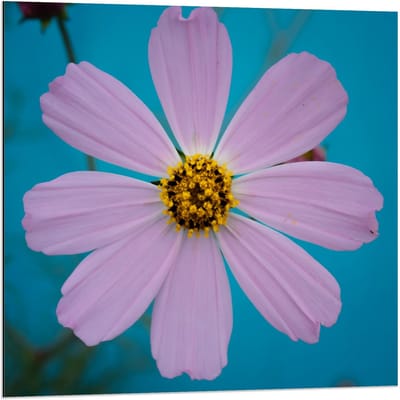Dibond - Roze fleurige Bloem - 80x80cm Foto op Aluminium (Wanddecoratie van metaal)
