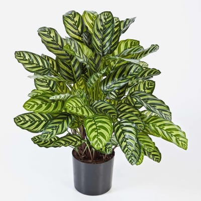 Kunstplant Calathea - Nep Plant - Interieur Decoratie - Vlambestendig - 80 cm - Groen