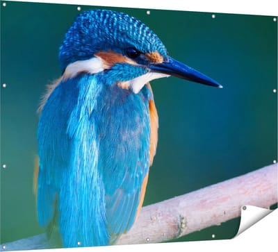 Gards Tuinposter Blauwe IJsvogel op een Tak - 160x120 cm - Tuindoek - Tuindecoratie - Wanddecoratie buiten - Tuinschilderij