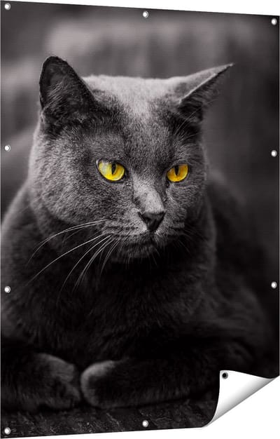 Gards Tuinposter Zwarte Kat met Gele Ogen - 90x120 cm - Tuindoek - Tuindecoratie - Wanddecoratie buiten - Tuinschilderij