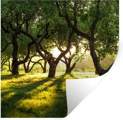 Muurstickers - Sticker Folie - Bomen - Natuur - Zon - 100x100 cm - Plakfolie - Muurstickers Kinderkamer - Zelfklevend Behang XXL - Zelfklevend behangpapier - Stickerfolie