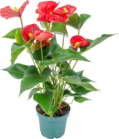Bloomique - Flamingoplant - Rood - Kamerplanten - Luchtzuiverend - Hoogte 30-40 cm - Pot 12 cm
