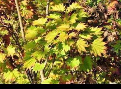 Acer shir. 'Aureum' (jap. 'aureum') - Gele Esdoorn 25- 30 cm in pot