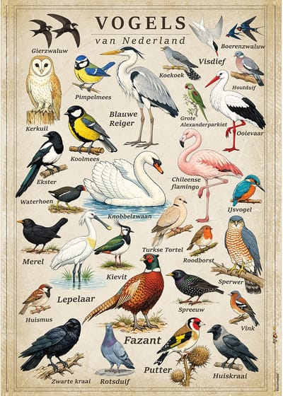 Vintage Poster Vogels van Nederland - 43 x 61 cm - Kleurmedia® Retro Botanische Collectie 2026 - Posters met Nederlandse Benamingen