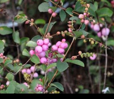 2 x Symphoricarpos d. 'Mother of Pearl' - Sneeuwbes 50- 60 cm in pot
