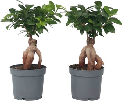 Plant in a Box - Ficus Ginseng - Set van 2 - Japanse Bonsai Kamerplanten - Pot 12cm - Hoogte 30-40cm