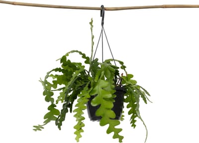 Plant in a Box - Epiphyllum Anguliger - Zaagcactus - Succulent hangplant - Bloeiende Cactus - Pot 15cm - Hoogte 30-40cm