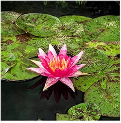 Moerings Nymphaea Red Spider | Waterlelie | In 3L Mand - Rood