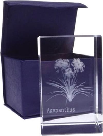 3D laser gravure Agapanthus - Afrikaanse lelie - 8 cm - glasblokje - geschenkverpakking