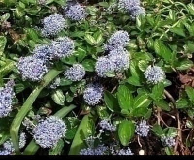 Ceanothus hybr. 'Burkwoodii' - Amerikaanse Sering , Sikkelbloem 40- 50 cm in pot