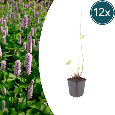 Tuinplantenshop.com | Persicaria aff. 'Superba' | 12 stuks - Ø9cm - 10-25cm hoog - Tuinplant