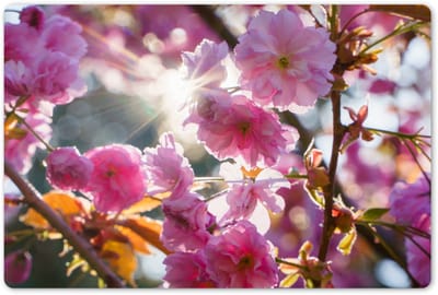 Placemats 45x30 cm - Placemat kunststof - 1 stuk - Sakura - Zon - Lente - Borden onderleggers - Decoratie voor op tafel - Keuken tafeldecoratie accessoires - Vinyl onderlegger - Tafelversiering