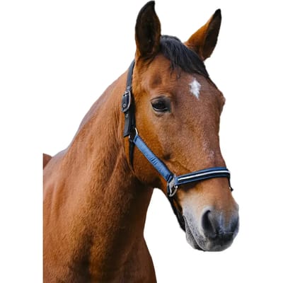 Nylon paardenhalster Equithème Domino