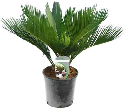 JUNAVERA Cycas Revoluta (vredespalm) | 60 cm hoog | In 14 cm pot | Stoere kuipplant voor terras en woonkamer