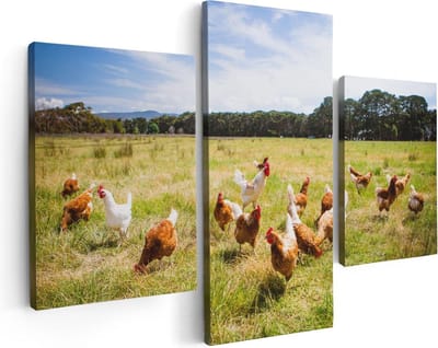 Artaza Canvas Schilderij Drieluik Kippen in het Gras - 90x60 - Foto Op Canvas - Canvas Print