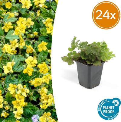 Tuinplantenshop.com | Waldsteinia ternata | 24 stuks - Ø9cm - 10-25cm hoog - Tuinplant