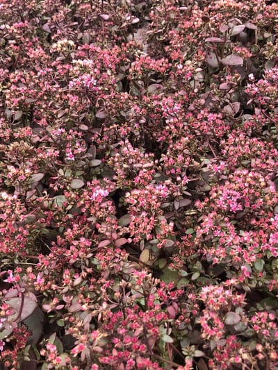 6x Vetkruid - Sedum 'Sunsparkler Firecracker' | 9x9 cm pot