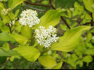 Cornus alba - Kornoelje, Witte Kornoelje 60- 80 cm in pot