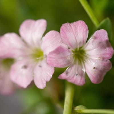 6 x Gypsophila Repens 'Rosea' - Kruipend Gipskruid pot 9x9cm, bodembedekkend en luchtig bloeiend