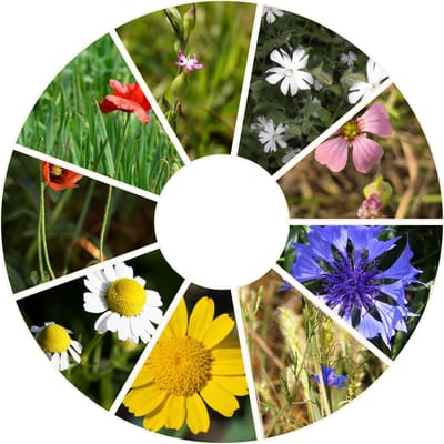 Innemend Inheems - Bloemenmengsel zaden