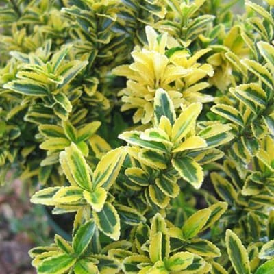 Euonymus Japonicus 'Microphyllus' - Japanse Kardinaalsmuts - 20-30 cm pot: Kleinbladige, compacte struik, perfect voor formele tuinen en hagen.
