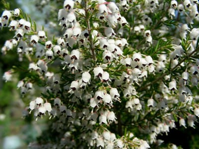 Boomheide Wit - 10 Stuks - Erica arborea 'Alpine' - P9.5 - Plant - Tuinplant - Heide