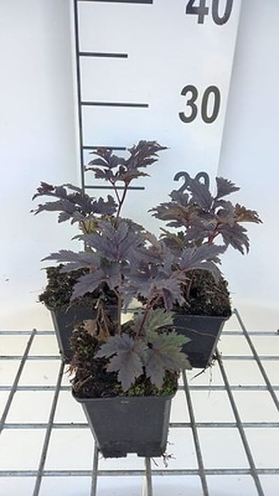 6x Zilverkaars - Actaea simplex 'Chocoholic' | 9x9 cm pot
