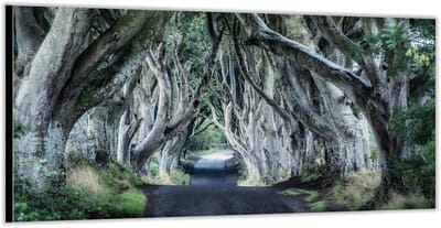 Dibond –Sprookjesachtig Bospad– 200x100cm Foto op Aluminium (Met Ophangsysteem)