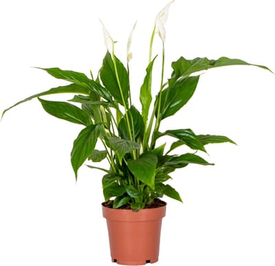 Bloomique - Spathiphyllum - Lepelplant - Kamerplanten - Luchtzuiverend - Hoogte 30-40 cm - Pot 12 cm
