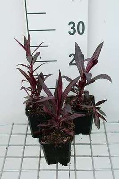 6x Prachtlobelia - Lobelia xspec. 'Russian Princess' | 9x9 cm pot