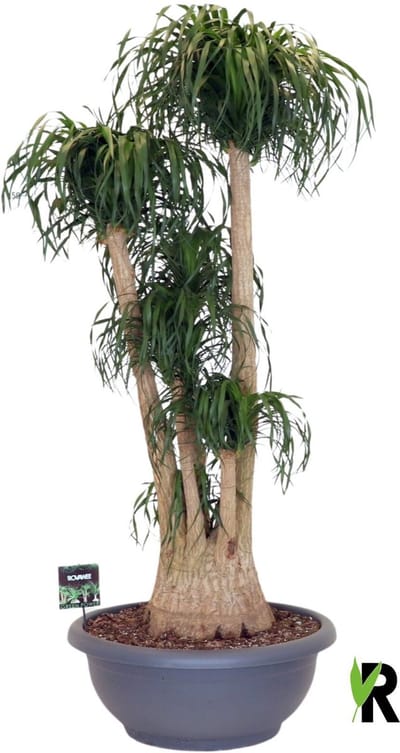 Beaucarnea Recurvata vertakt 200 cm – Kamerplant – Vers Van De Kweker – Olifantspoot – Potmaat Ø75 cm