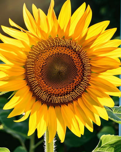 2 sets - Zonnebloem Henri Wilde Zaden Helianthus Annuus Eenjarig 250 Cm