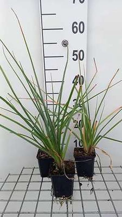 6x Vuurpijl - Kniphofia uvaria | 9x9 cm pot