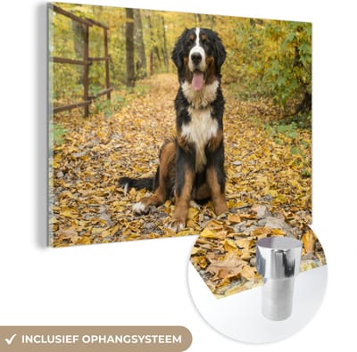® Glasschilderij 180x120 cm - Schilderij acrylglas - Een Berner Sennenhond met mooie herfstbladeren - Foto op glas - Muurdecoratie woonkamer - Wanddecoratie slaapkamer - Schilderijen