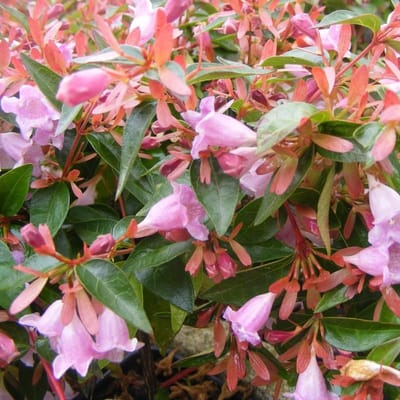 Abelia 'Edward Goucher' - Abelia - 25-30 cm in pot: Kleine struik met roze bloemen