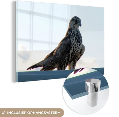 ® Glasschilderij 180x120 cm - Schilderij acrylglas - Valk - Portugal - Vogel - Foto op glas - Muurdecoratie woonkamer - Wanddecoratie slaapkamer - Schilderijen