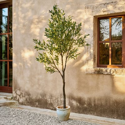 Decoratieve olijfboom Faelira